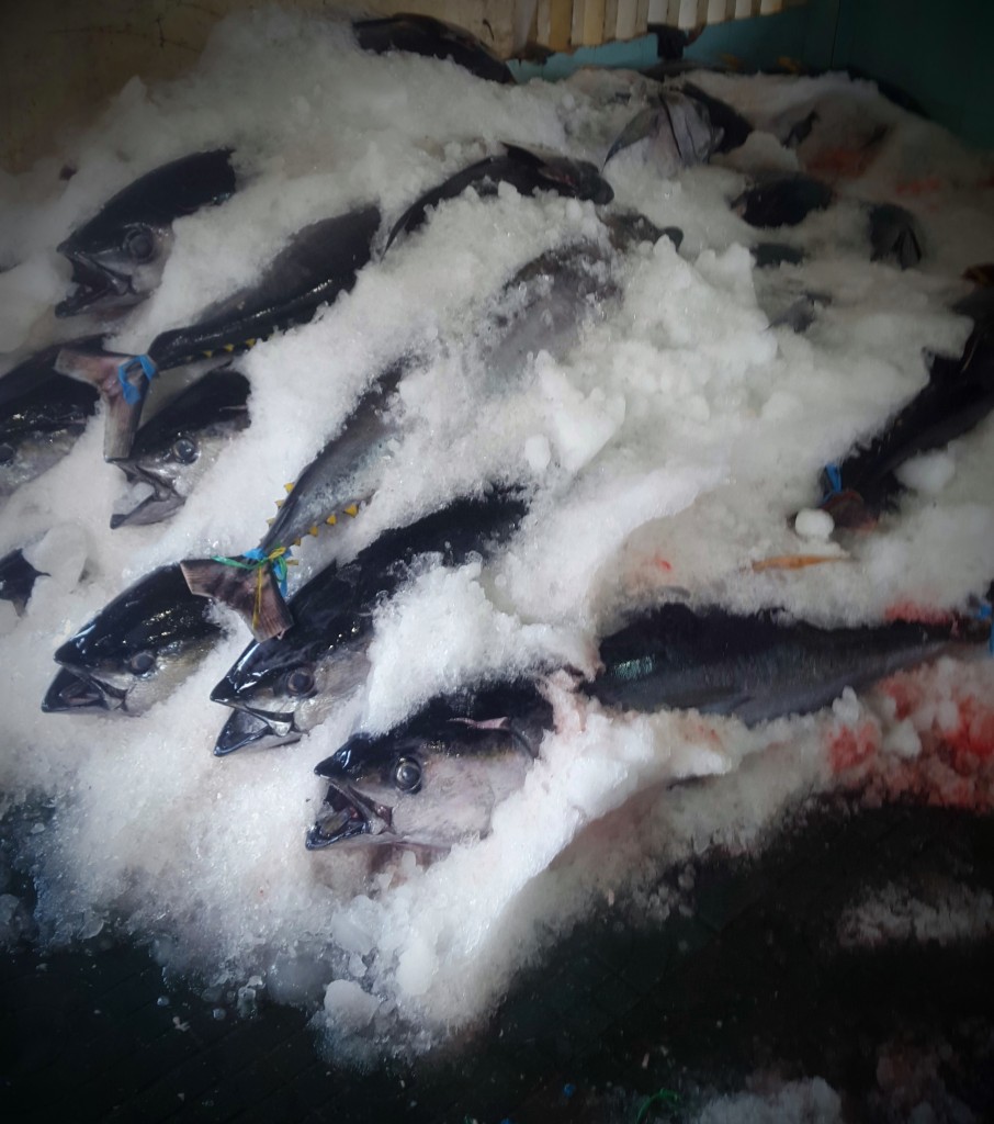 ca-ngu-dai-duong-tam-quan